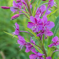 Image of Narrow-Leaf Fireweed