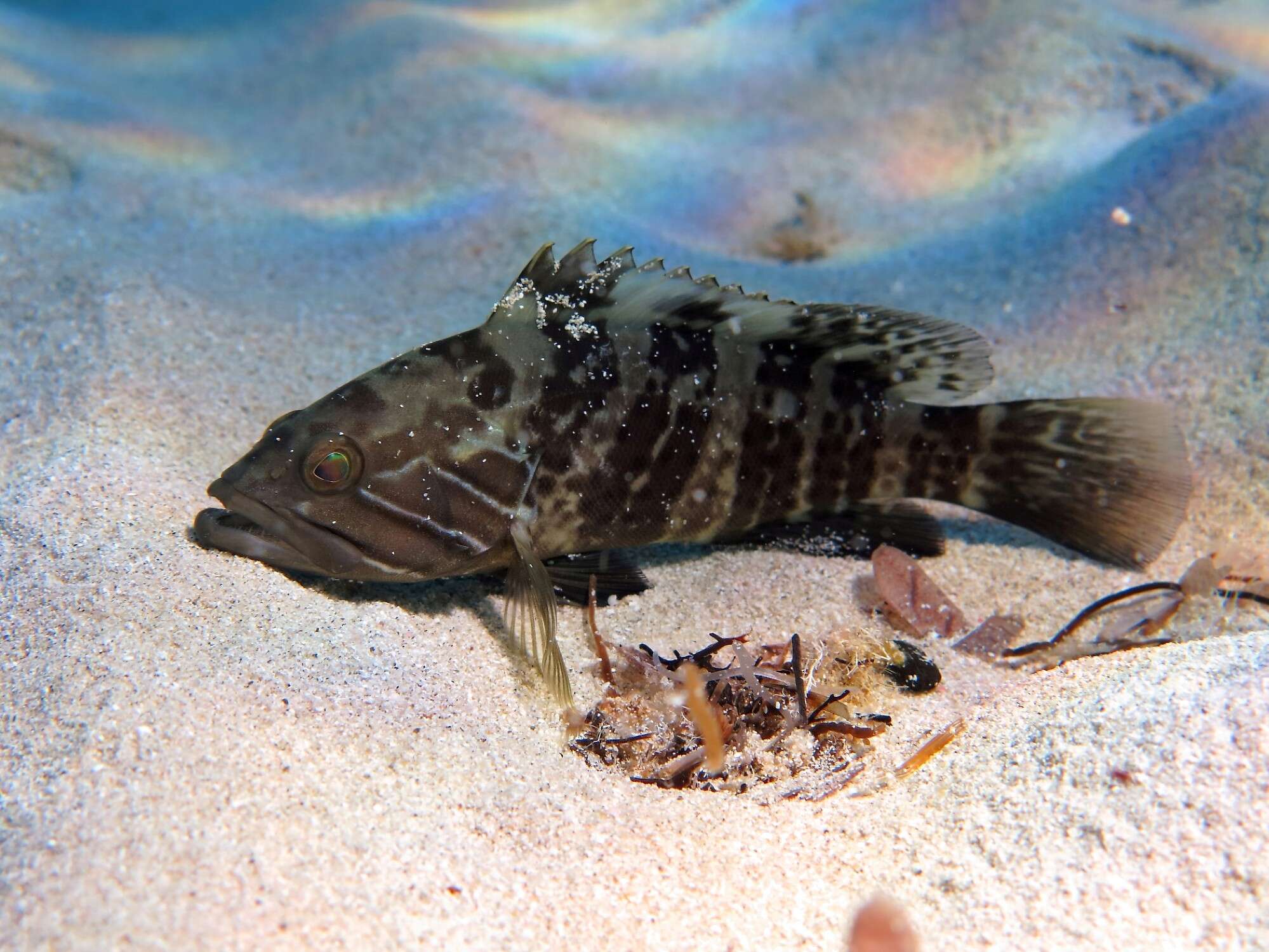 Sivun Epinephelus aeneus (Geoffroy Saint-Hilaire 1817) kuva