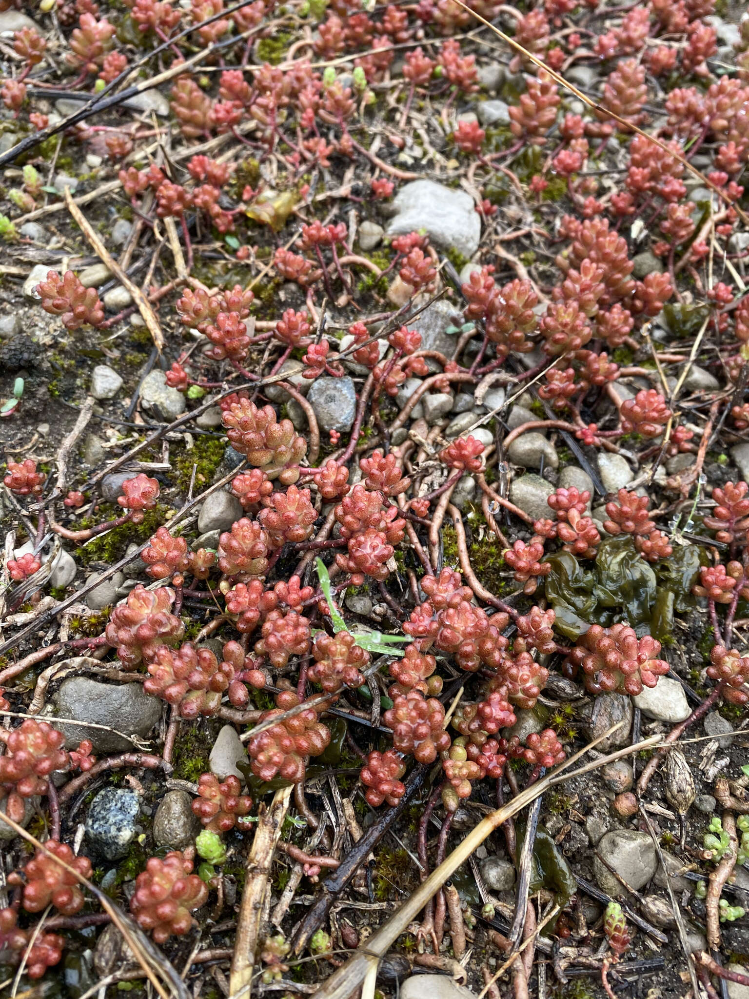 Image of White Stonecrop