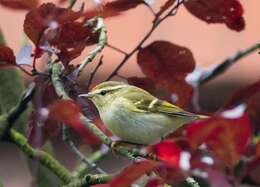 Image of Yellow-browed Warbler