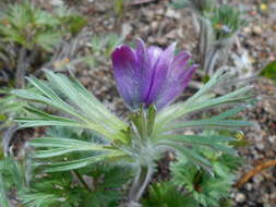 Image of Pulsatilla pratensis subsp. hungarica Soó