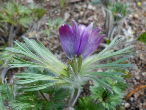 Imagem de Pulsatilla pratensis subsp. hungarica Soó