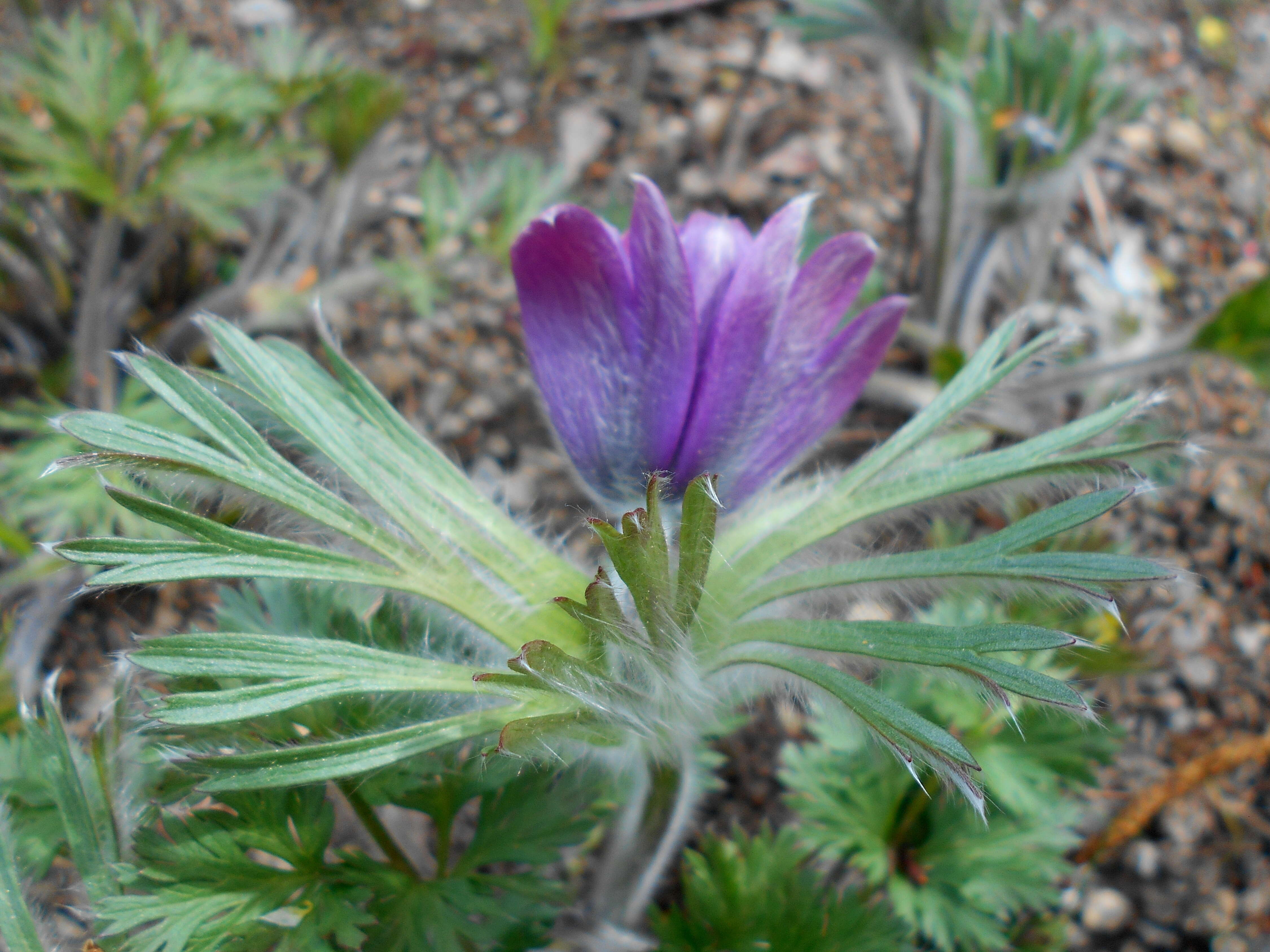 Image of Pulsatilla pratensis subsp. hungarica Soó