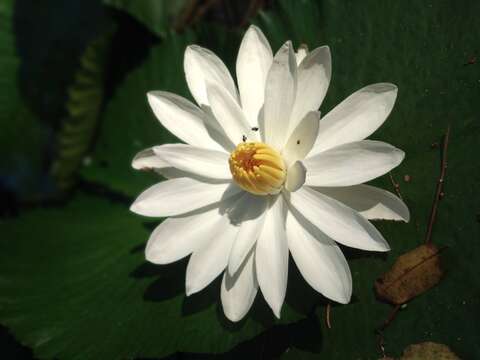 Image of Egyptian white water-lily