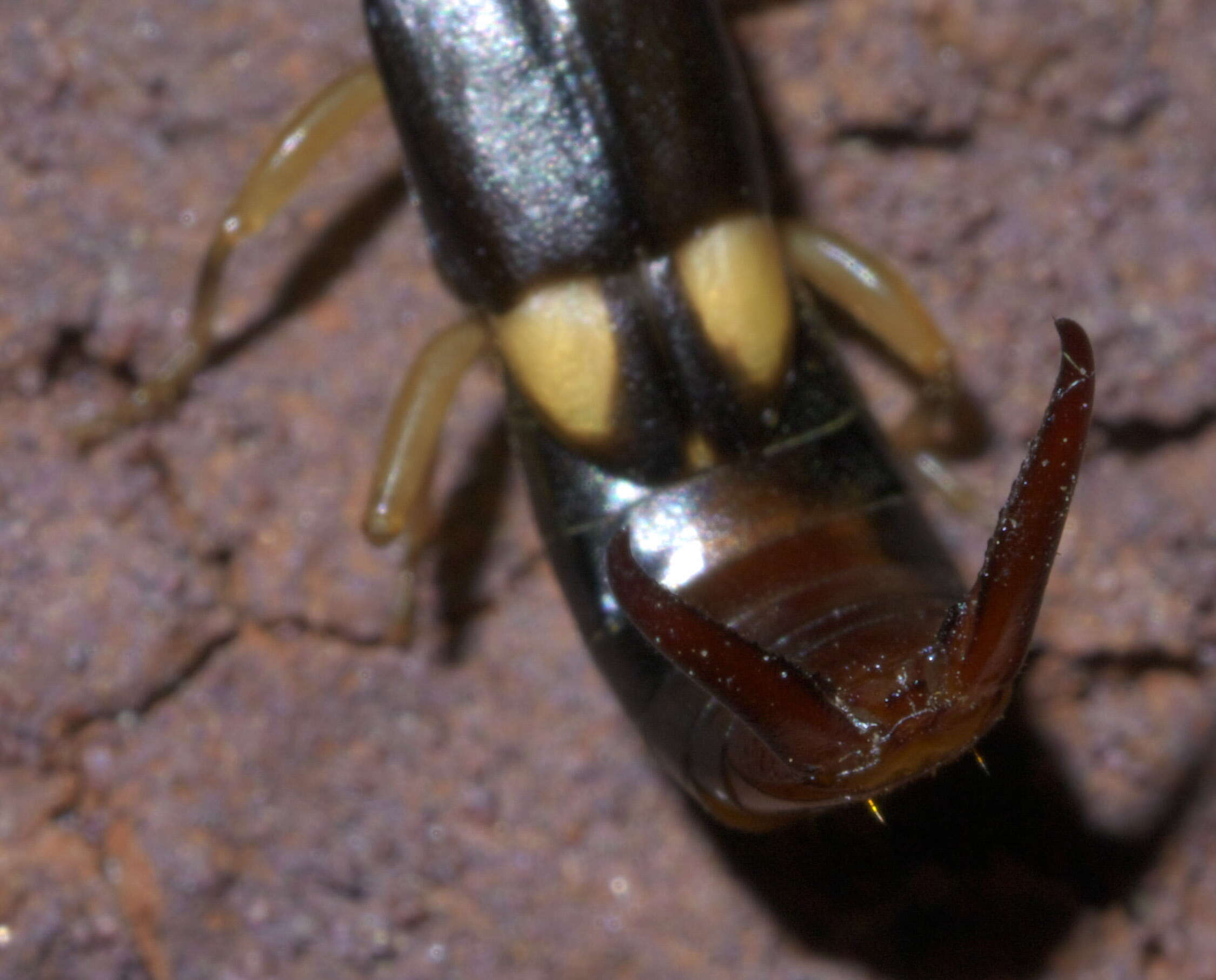 Image of Vostox brunneipennis (Audinet-Serville 1838)