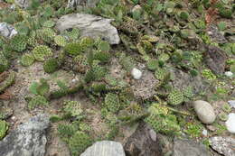 Image of Brownspine Pricklypear