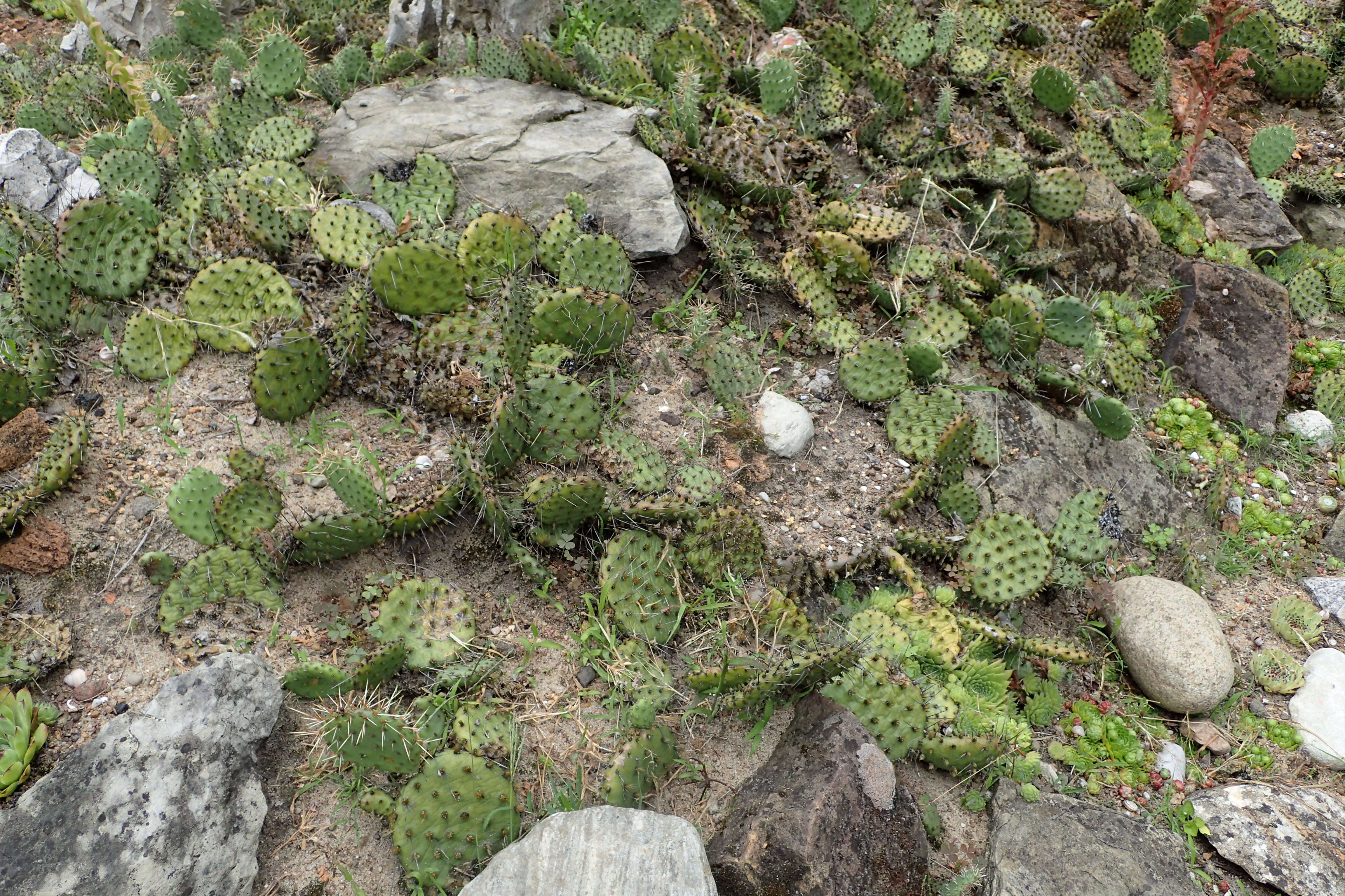 Image of Brownspine Pricklypear