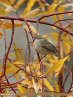 Image of Siberian Chiffchaff