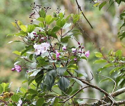 Image of Meriania panamensis Gleason