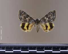 Image of Andromache Underwing