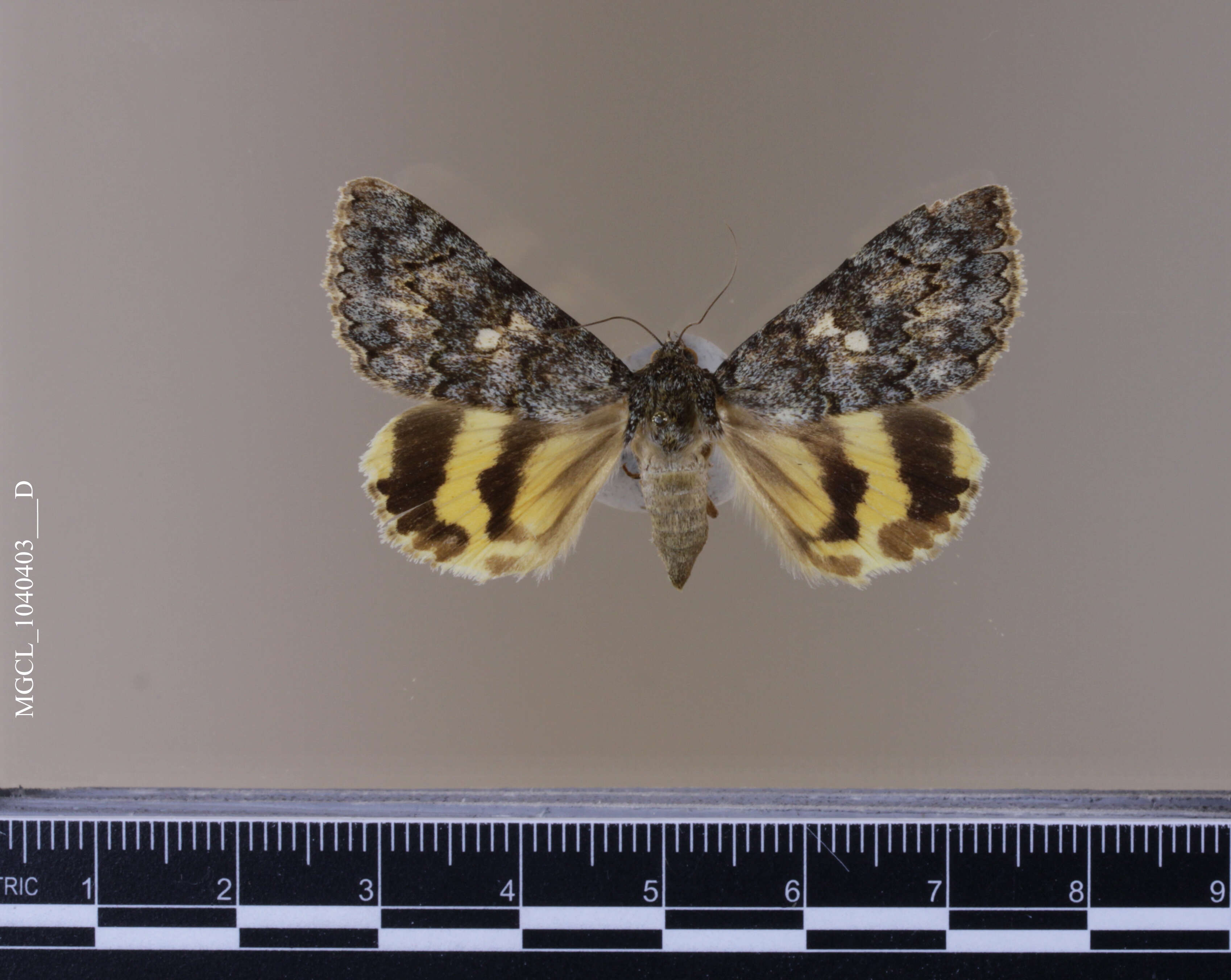 Image of Andromache Underwing