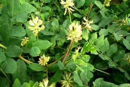 Image of licorice milkvetch