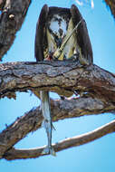 Image of ospreys