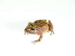 Image of Bogota Robber Frog