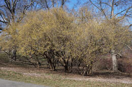 Image of Cornelian cherry dogwood