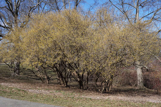 Image of Cornelian cherry dogwood