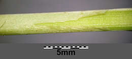 Image of Tufted Sedge