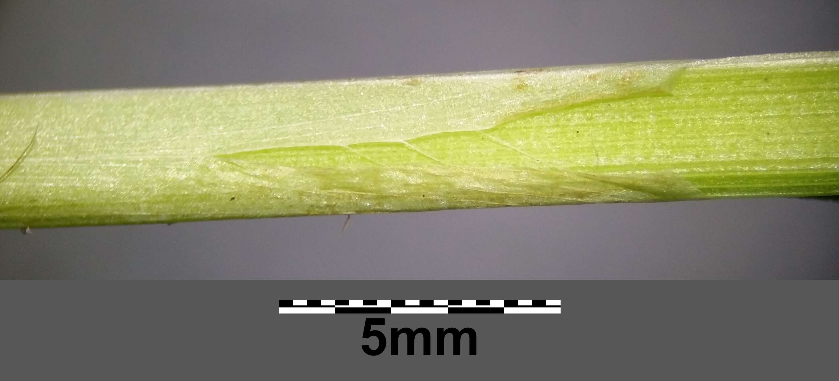 Image of Tufted Sedge