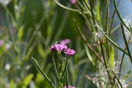 Image of Great Willowherb