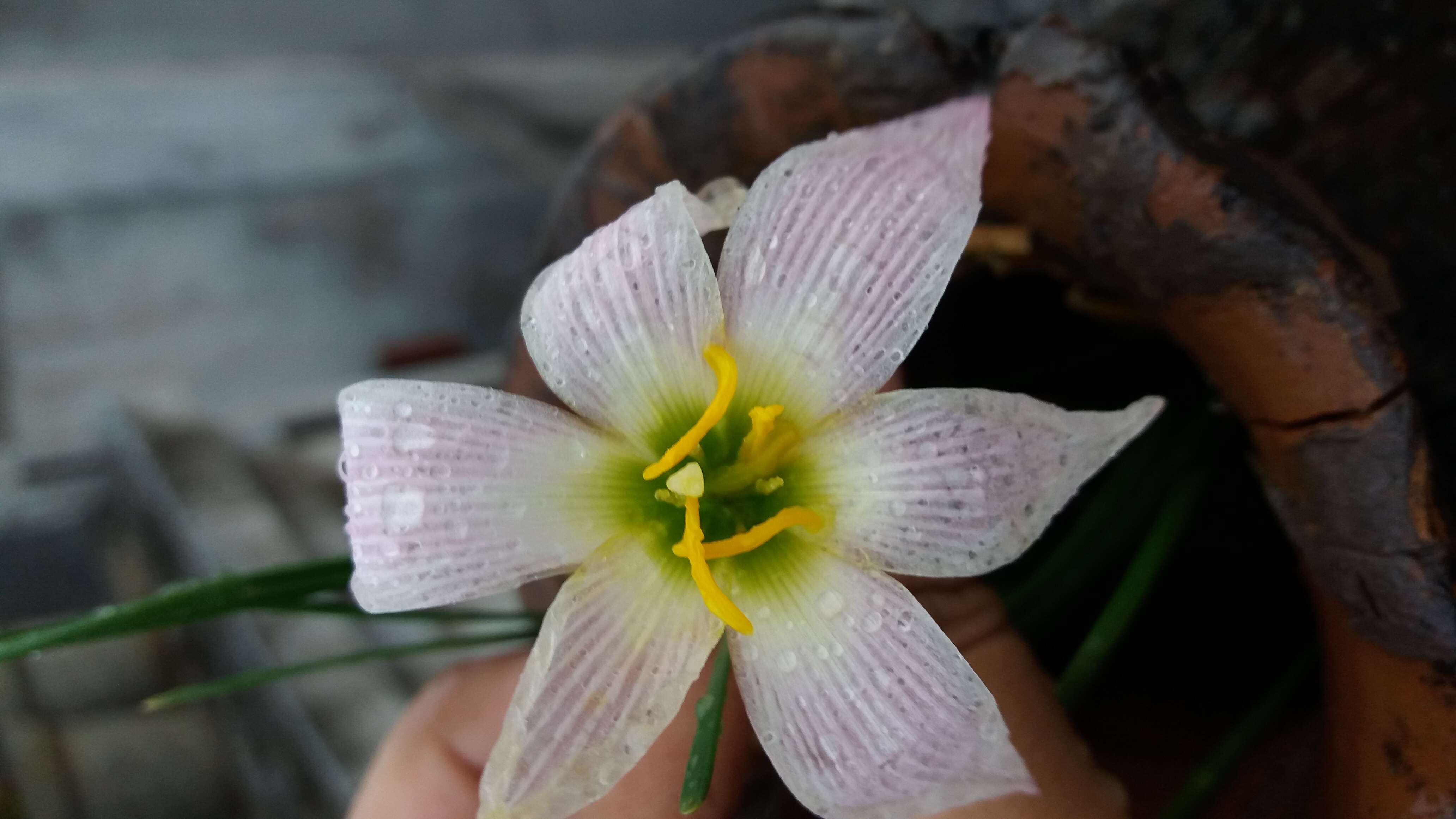 صورة Zephyranthes