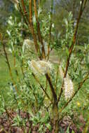 Image of Salix lapponum L.