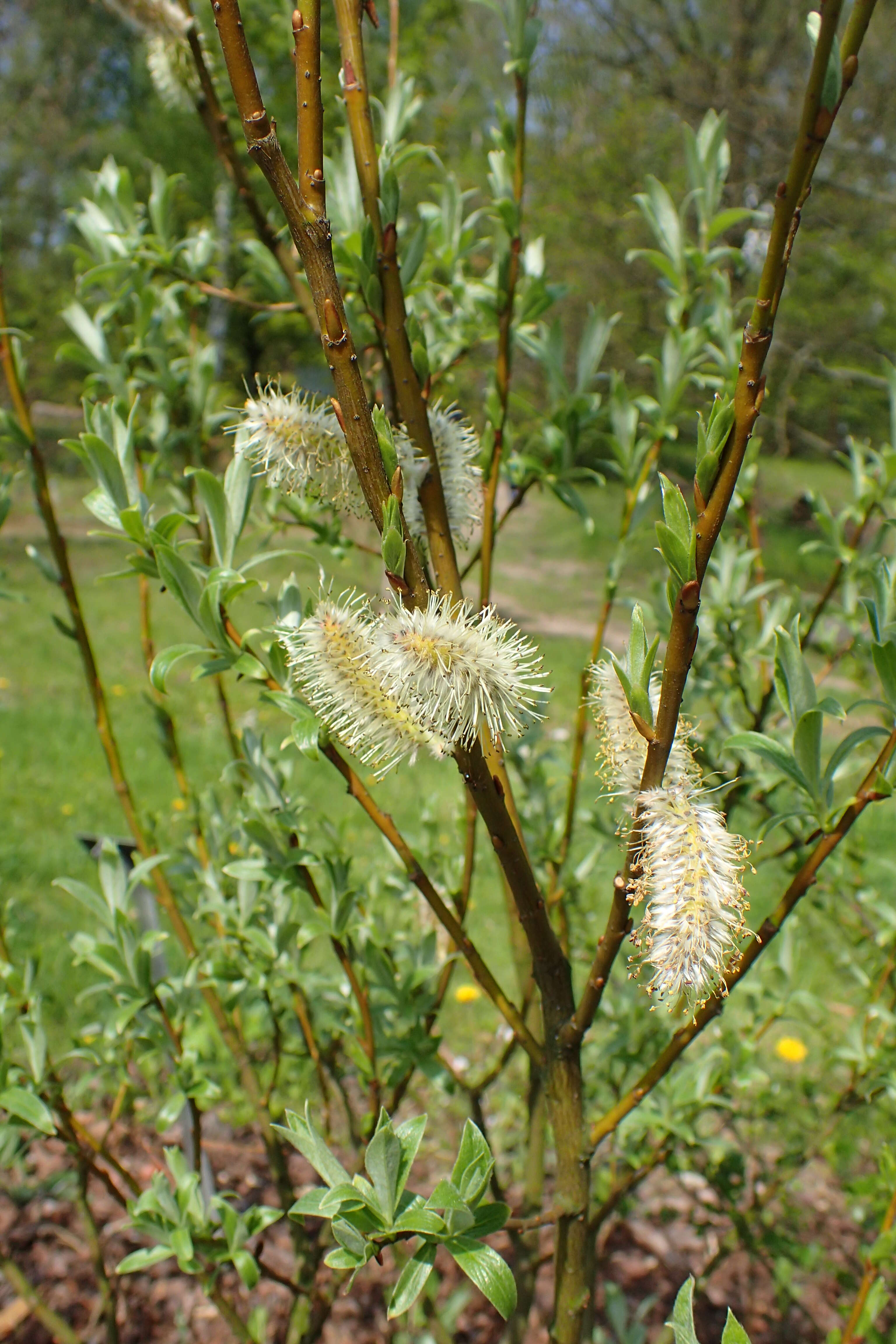 Image of Salix lapponum L.