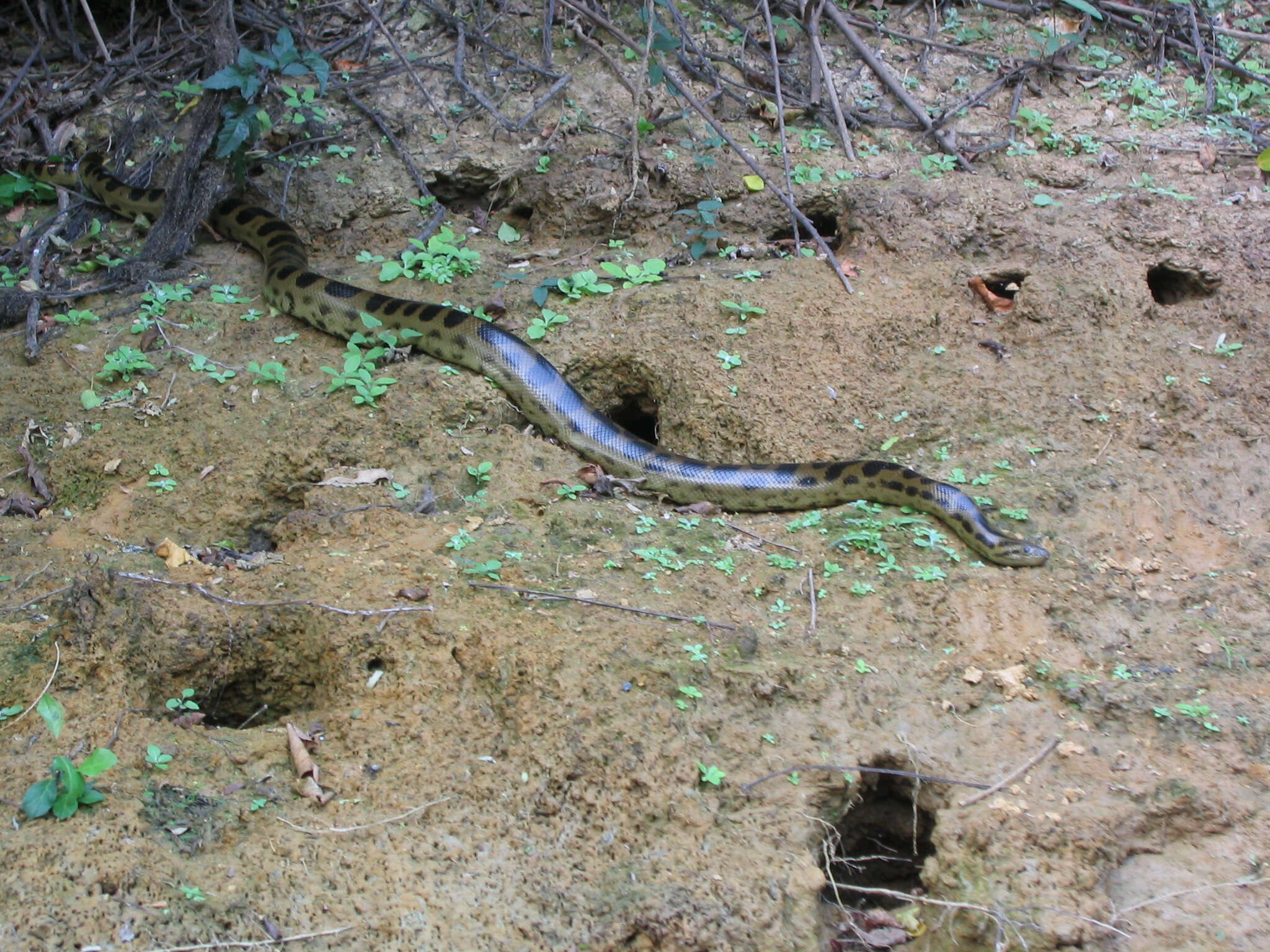 Image of Bolivian Anaconda