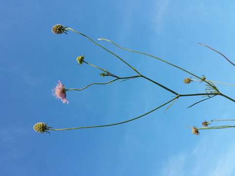 Image of Scabiosa triandra L.