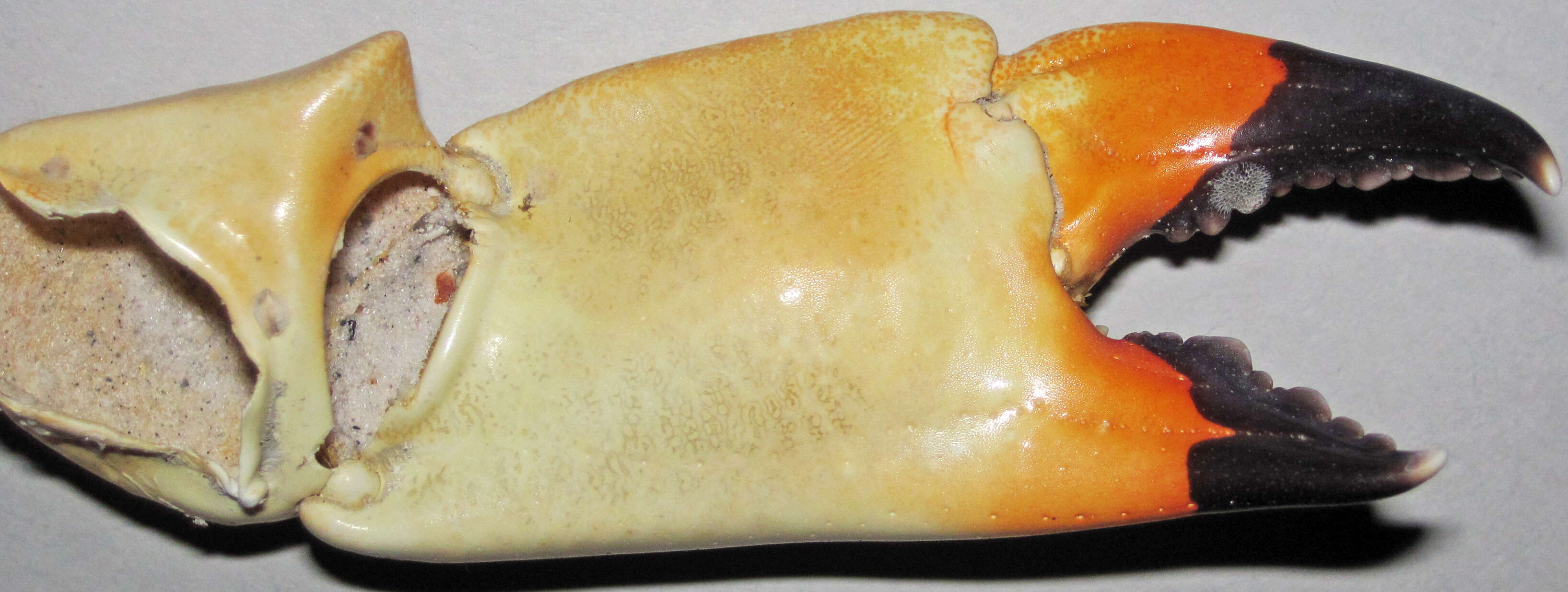 Image of Florida stone crab