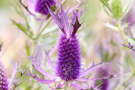 Image of Leavenworth's eryngo