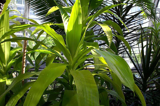 Image of fragrant dracaena