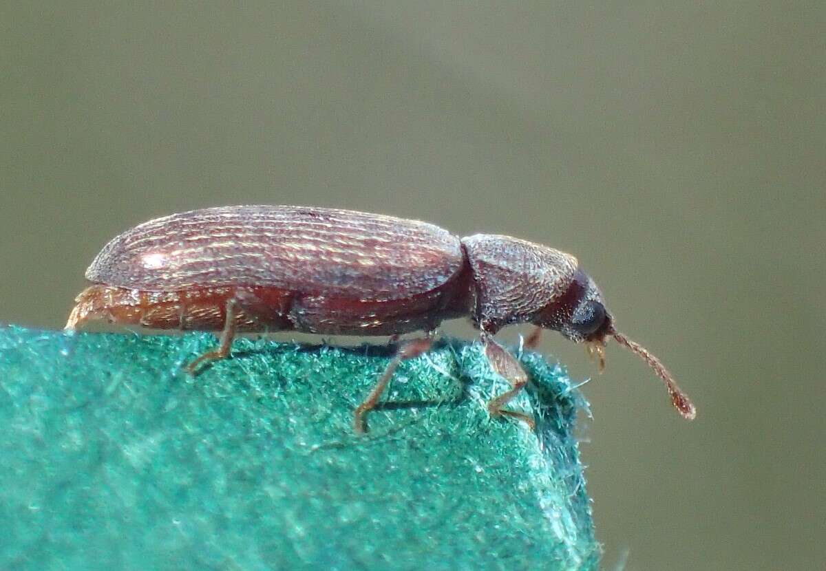 Image of Shiny Powderpost Beetle