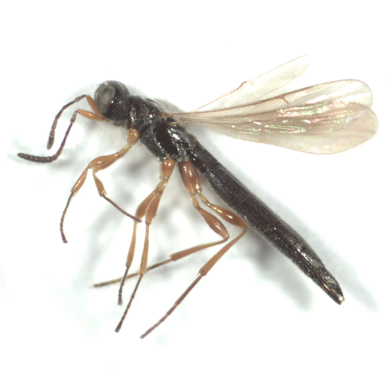 Image of Macroteleia