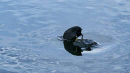 Image of Common Coot