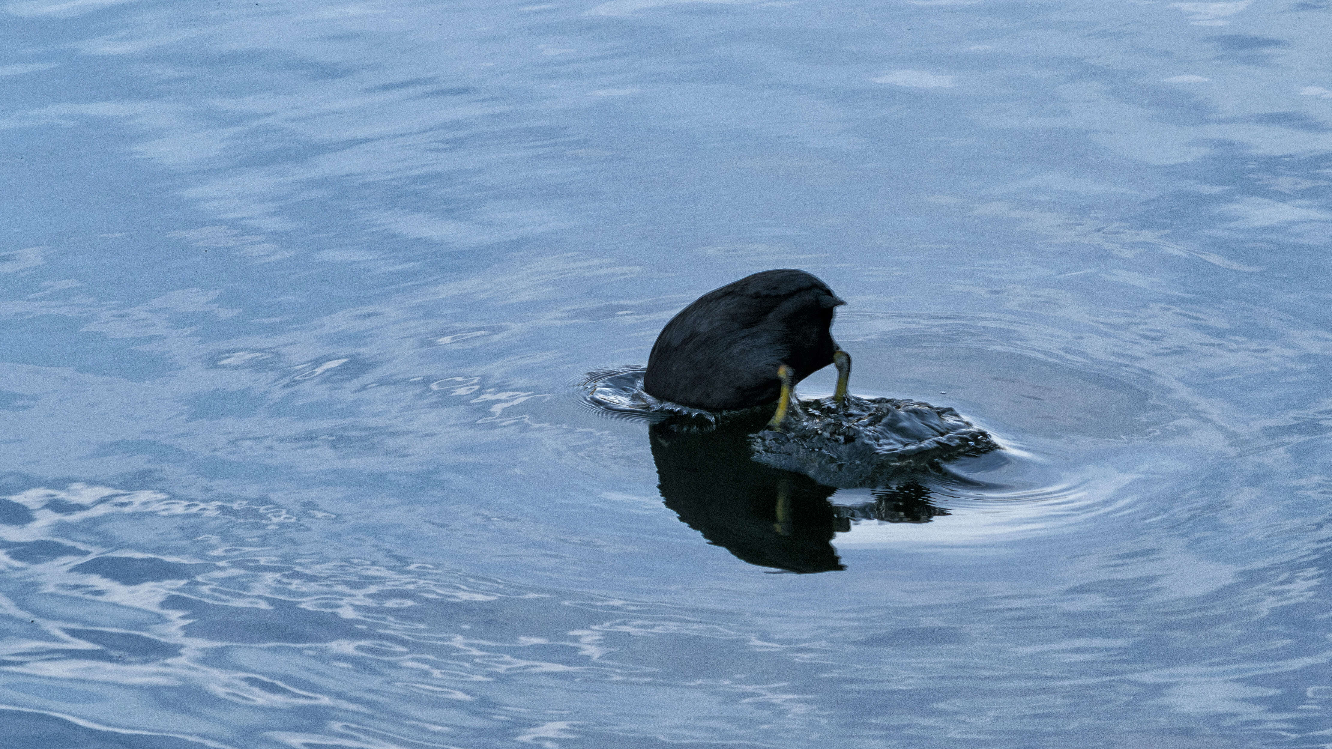 Image of Common Coot