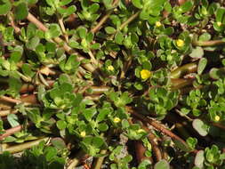 Image of common purslane