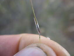 Image of Austrostipa setacea (R. Br.) S. W. L. Jacobs & J. Everett