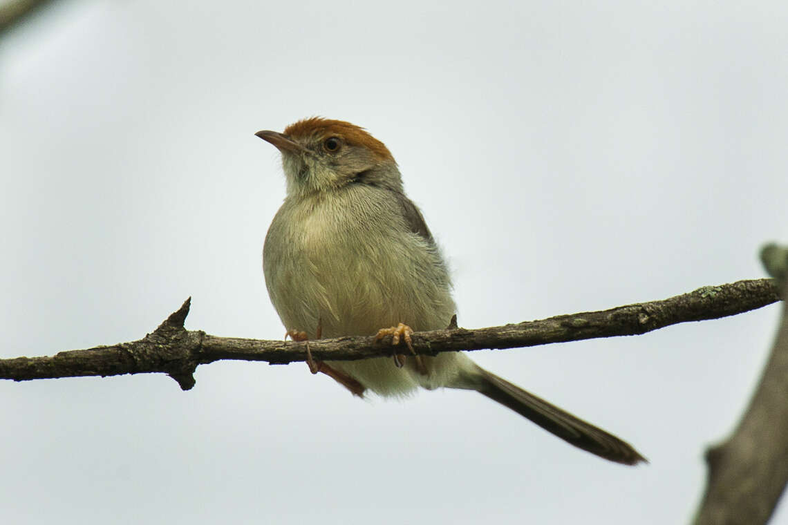 Image of Long-tailed Cisticola