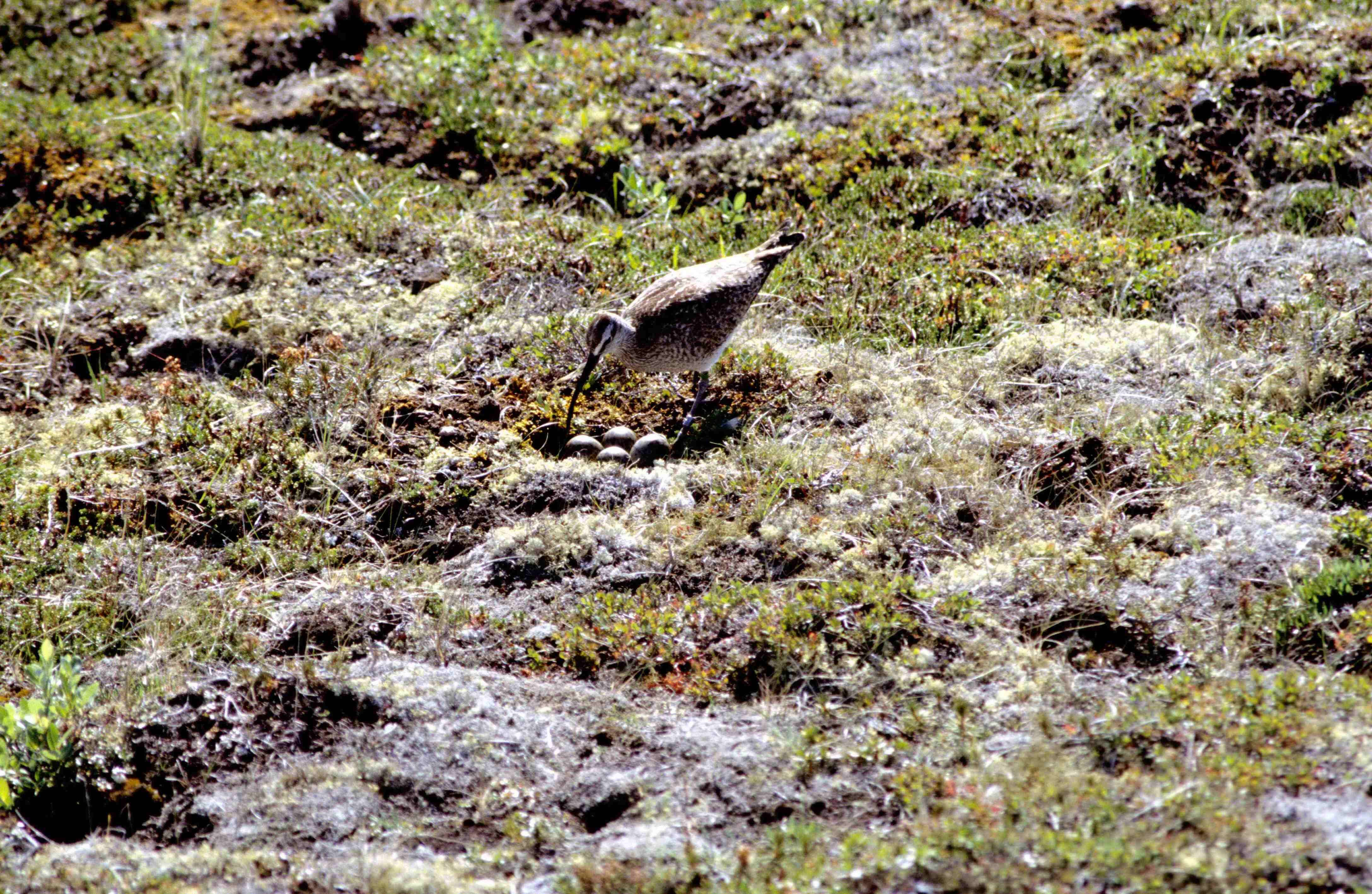 Image of Hudsonian Whimbrel