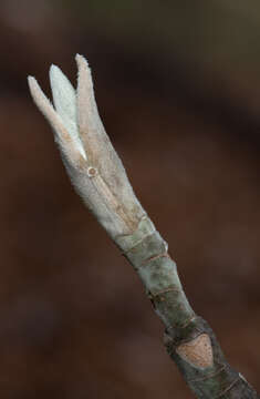 Image of Big-Leaf Magnolia