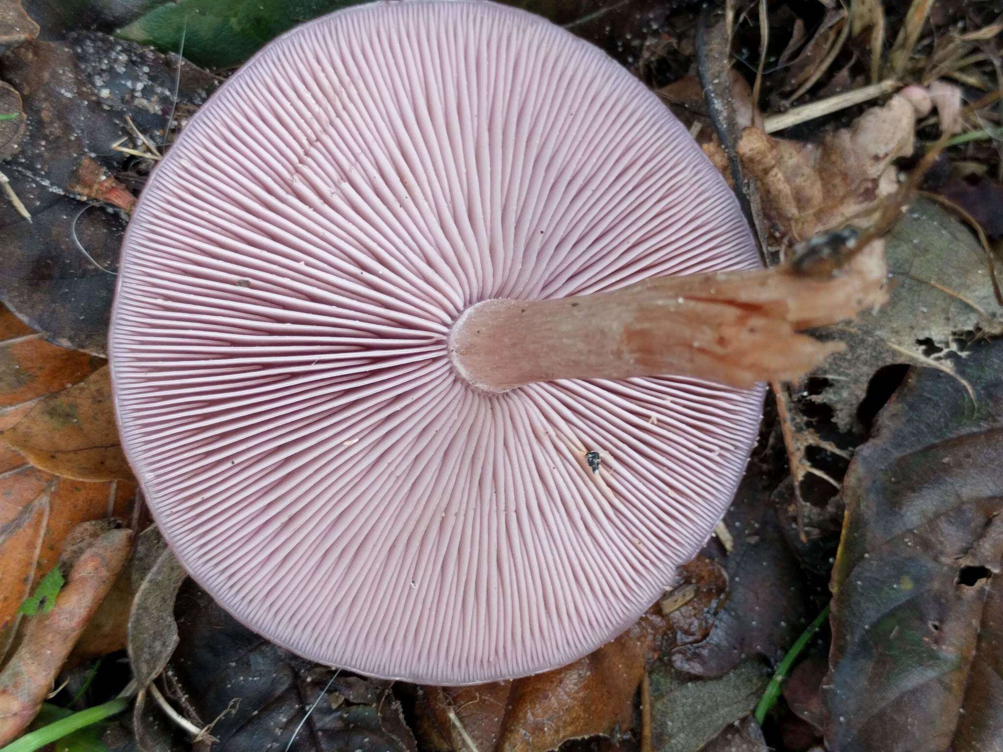 Image de Tricholome Pied bleu