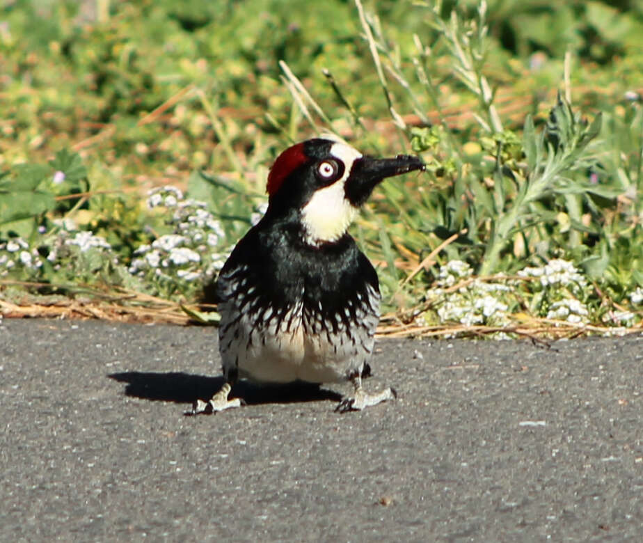 Image of Acorn Woodpecker