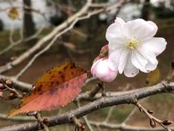 Plancia ëd Prunus subhirtella Miq.