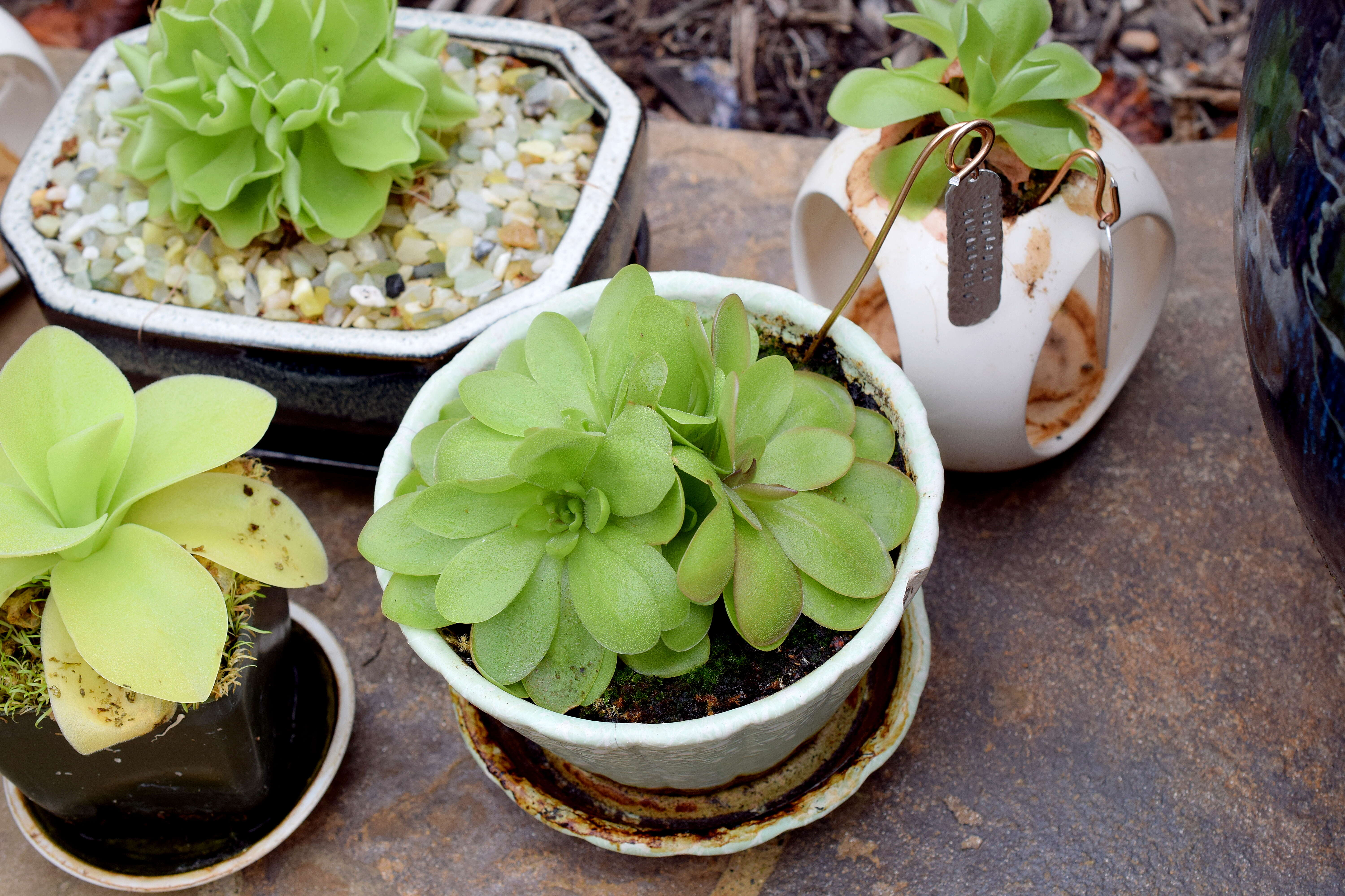 Image of Pinguicula laueana F. Speta & F. Fuchs