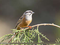 Image of European Rock Bunting