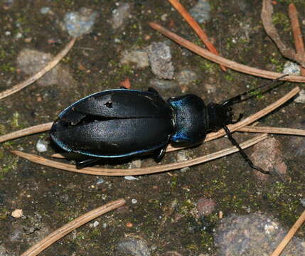 Image of Violet Ground Beetle