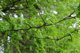 Image of Honey Locust