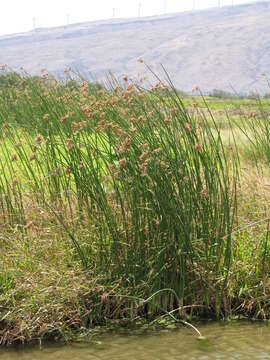 Image of California bulrush