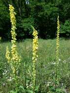 Verbascum nigrum L. resmi