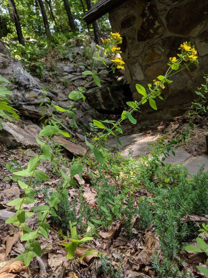 Image of spotted St. Johnswort